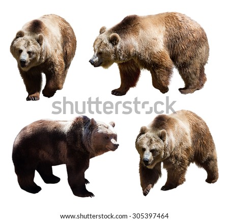 Set of  four brown bears over white background