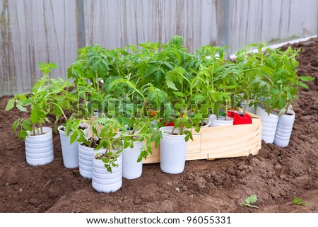 Tomato seedlings in cans at hothouse