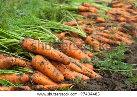 harvest of carrots in field