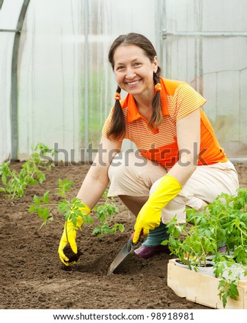 woman planting tomato seedling in hothouse
