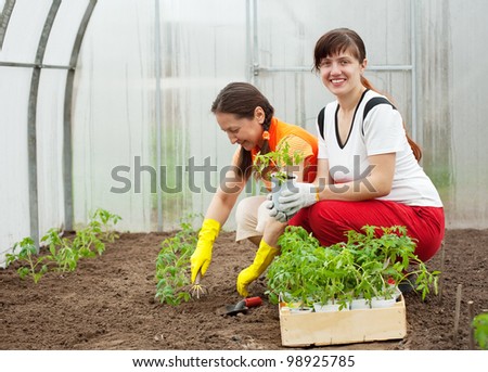 Two women planting tomato seedling in hothouse