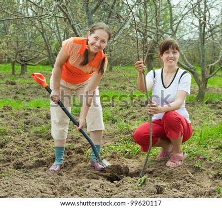 Two female gardeners planting tree outdoor in spring