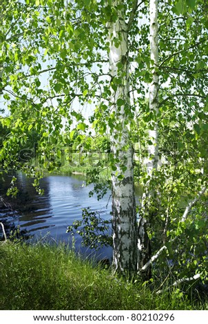 Birch tree by the river in summer