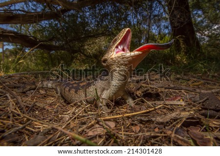An angry blue tongued lizard rears up to face a threat