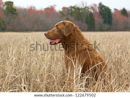 Lab, Dog in field