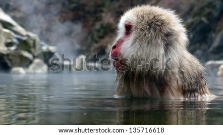 Snow monkey in hot spring, Jigokudani, Nagano, Japan