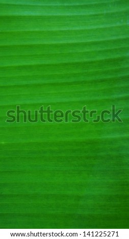 line of leaves banana tree