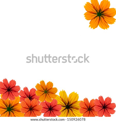 Orange, red and yellow daisy on white background