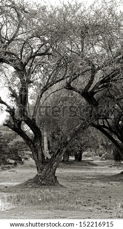 Black and white photograph of a giant tree