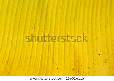 Texture of yellow banana leaf (old banana leaf)
