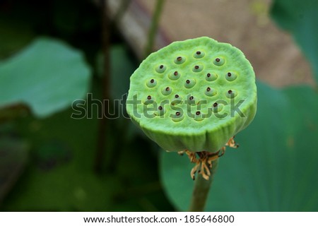 Lotus seed pod on blur lotus leaf background