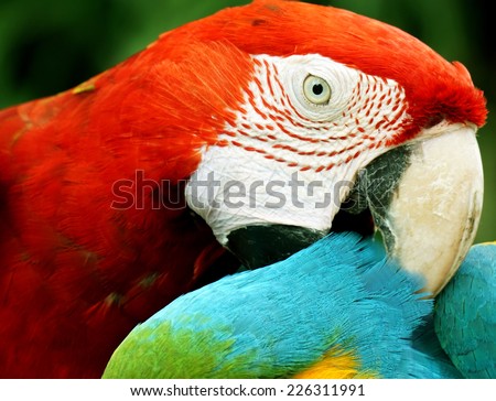 close up macaw (big parrot)