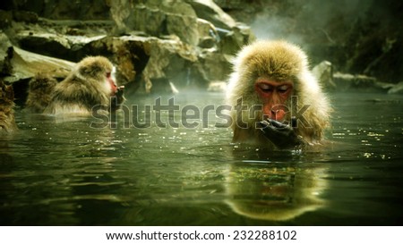 Snow monkey sitting in hot spring Japanese Macaque, Jigokudani Monkey Park, Snow monkey