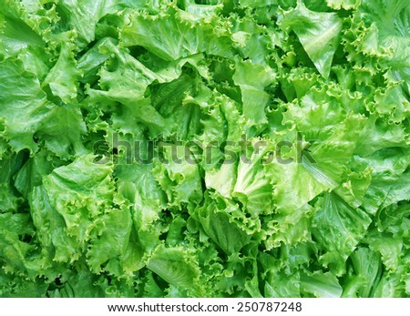 Lettuce salad background