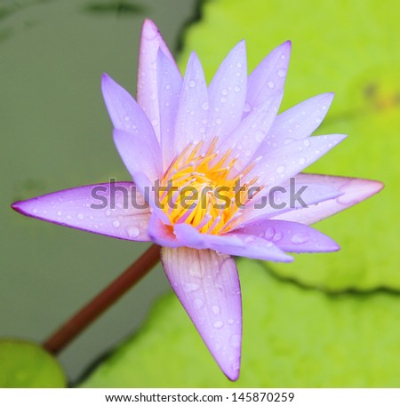 A purple Waterlily Lotus in the rain mist