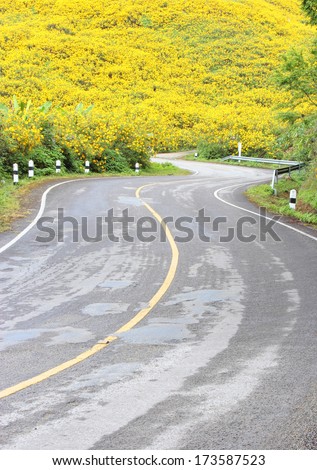 The road to the field of Mexican Sunflower Weed on the mountain,Mae Hong Son Province,Thailand.
