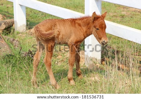 A horse babe