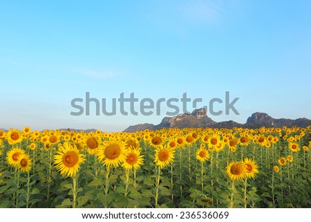 Sunflower in the morning sun shine on moutain background with blue sky