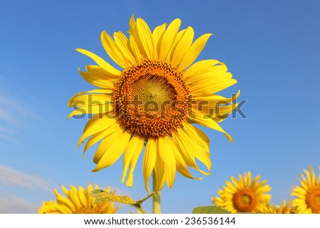 A Sunflower field in the morning sun shine with blue sky