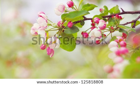Branch With A Lot Of White And Pink Flowers