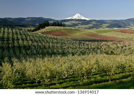 Mt. Hood From Fruit Orchards in Hood River Oregon