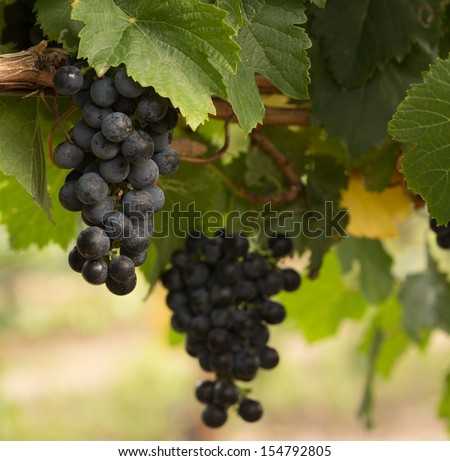 Close Up of Red Wine Grapes Hanging on the Vine on a Sunny Day