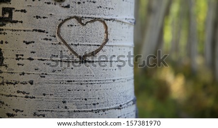 Heart Drawn in Aspen Tree Bark