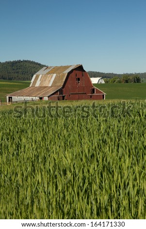 Red Barn With Metal Roof in Field of Green Wheat
