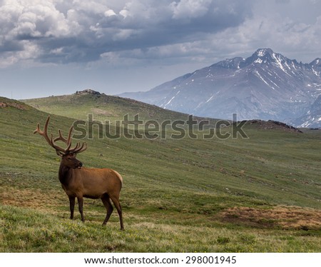 Bull Elk on Trail Ridge Road