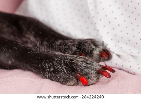 Dog paw with long red nails