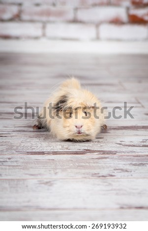 Long hair guinea pig sitting on a floor