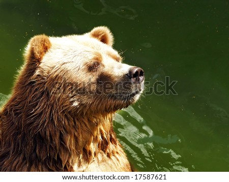 waiting bear brown bear stays in the green water river