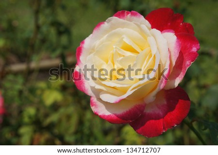 Big rose have two color red and white