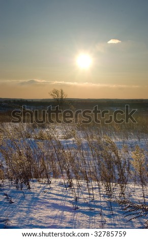 Some various kinds of grasses in back lighting of sunset