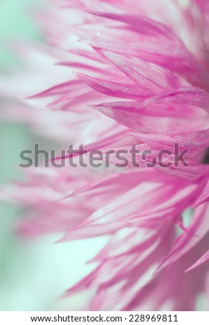 Beautiful pink cyan flower background. Color filters and shallow depth of field. Place for your text.