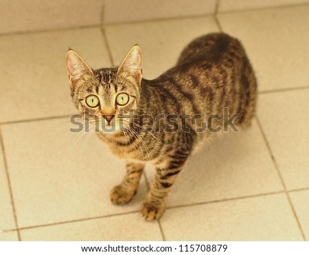 An adult European shorthair cat on a white background looking into the camera