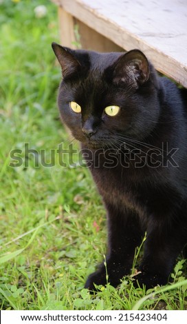 black cat in the green grass