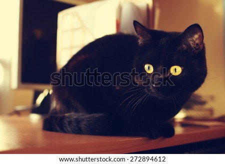 black cat on the desk
