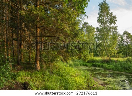 forest lake with standing water and marshy shores