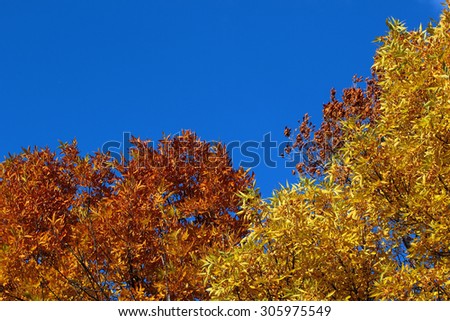 Bright colorful leaves on a fall tree against a blue sky background