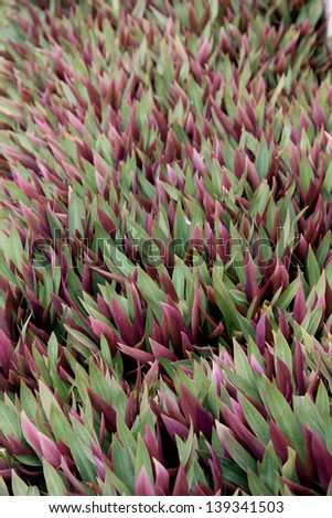 rhoeo spathaceae ground cover plants