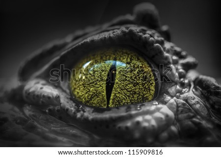 Close-Up Of Crocodile'S Eye