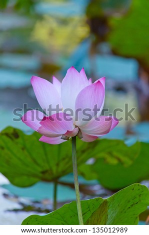 Lotus flower Zen