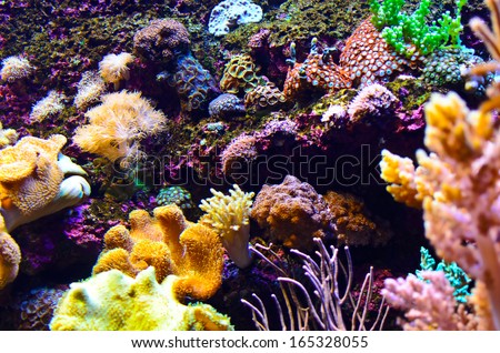 Colorful Coral In South East Asia Aquarium, Resort World Sentosa, Singapore