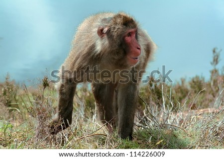 Japanese Macaque or Macaca fuscata  walking also known as Snow monkey