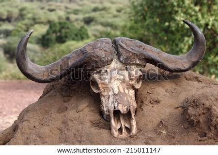 Skull of a buffalo