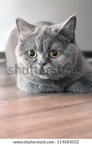 beautiful cat British breed sits tight-foot