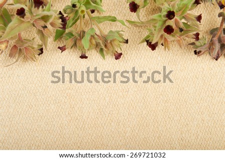 Flowers tobacco maroon on a fabric background