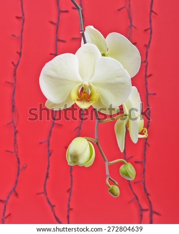 White orchid flower  on red background