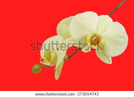 White orchid flower isolated on red background